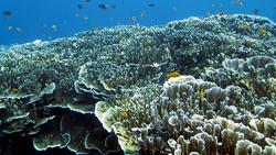 Manado - Bunaken Marine Park.